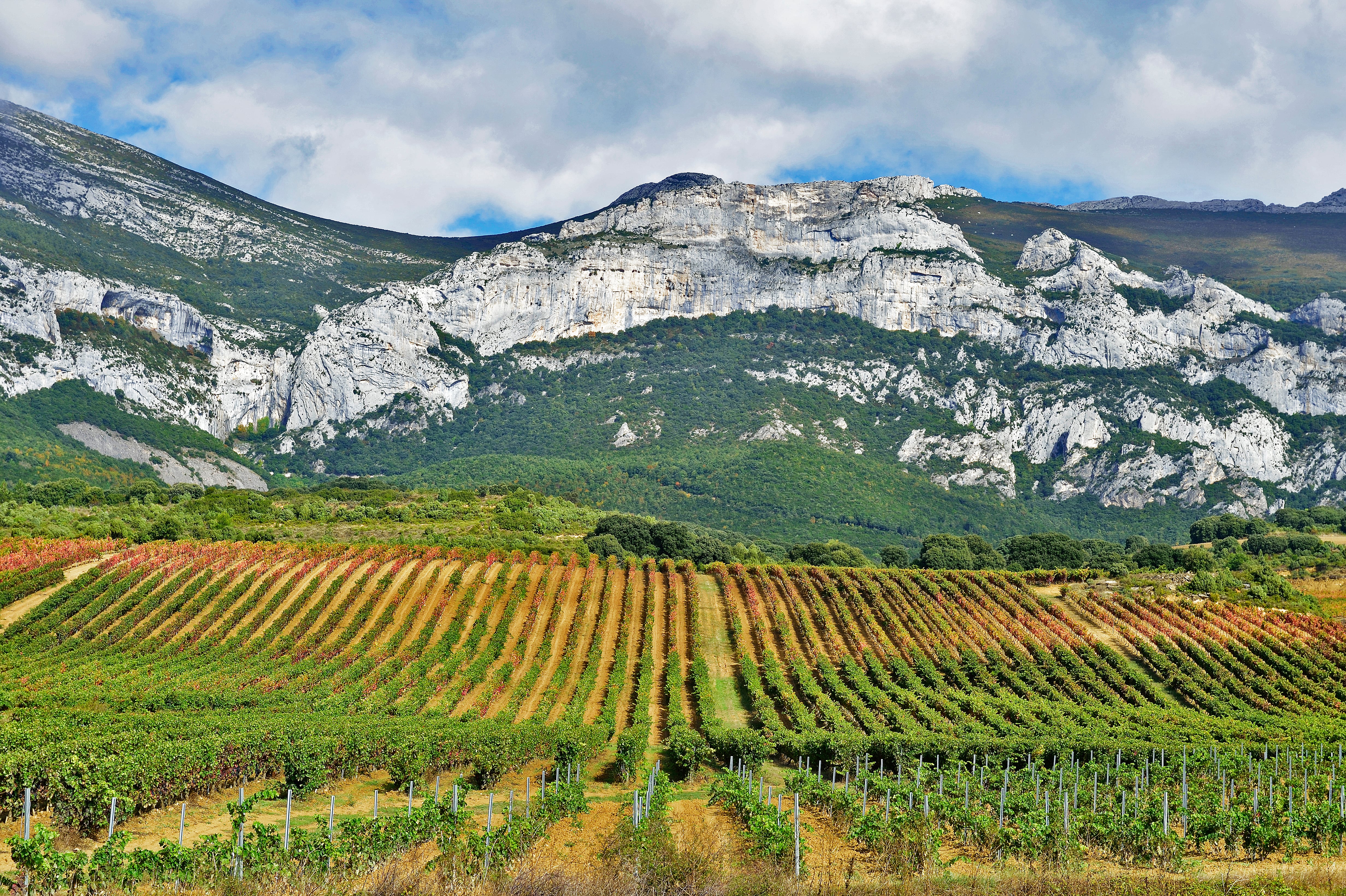 Viñedos en Rioja Alavesa