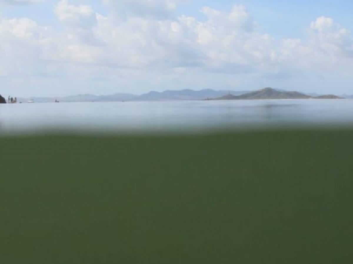 Los expertos no esperan que se repita ningún episodio de anoxia en el Mar Menor, pero ahora preocupa el fitoplancton