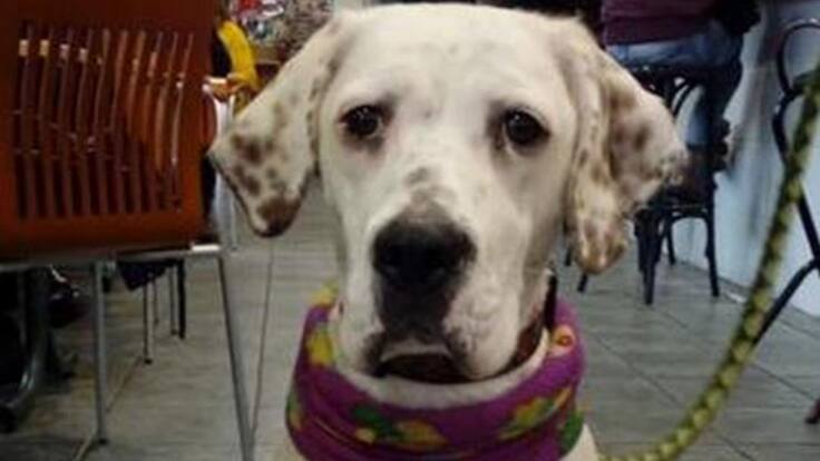 Animales de compañía, esos otros damnificados por la crisis del Covid-19 (03/09/2020)