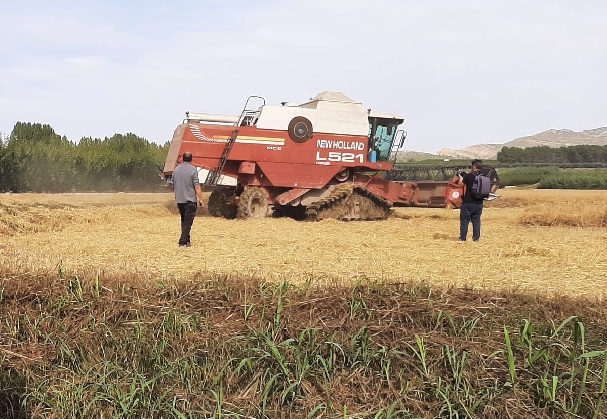 Maquina segando en un coto arrocero de Calasparra