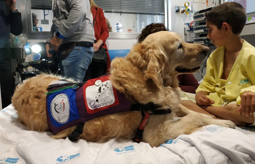 Zenit, el perro del programa &quot;Huellas de Colores&quot; junto con Adrián (8 años), paciente en la UCI del Hospital 12 de Octubre. 