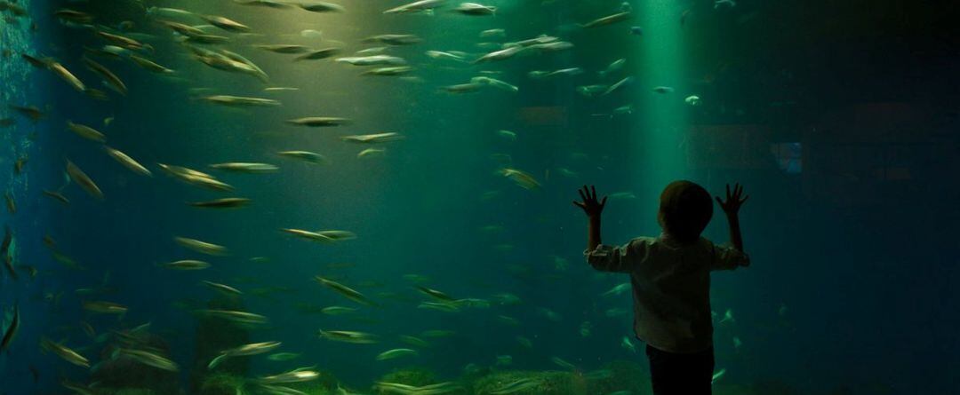 Casa de los peces, A Coruña