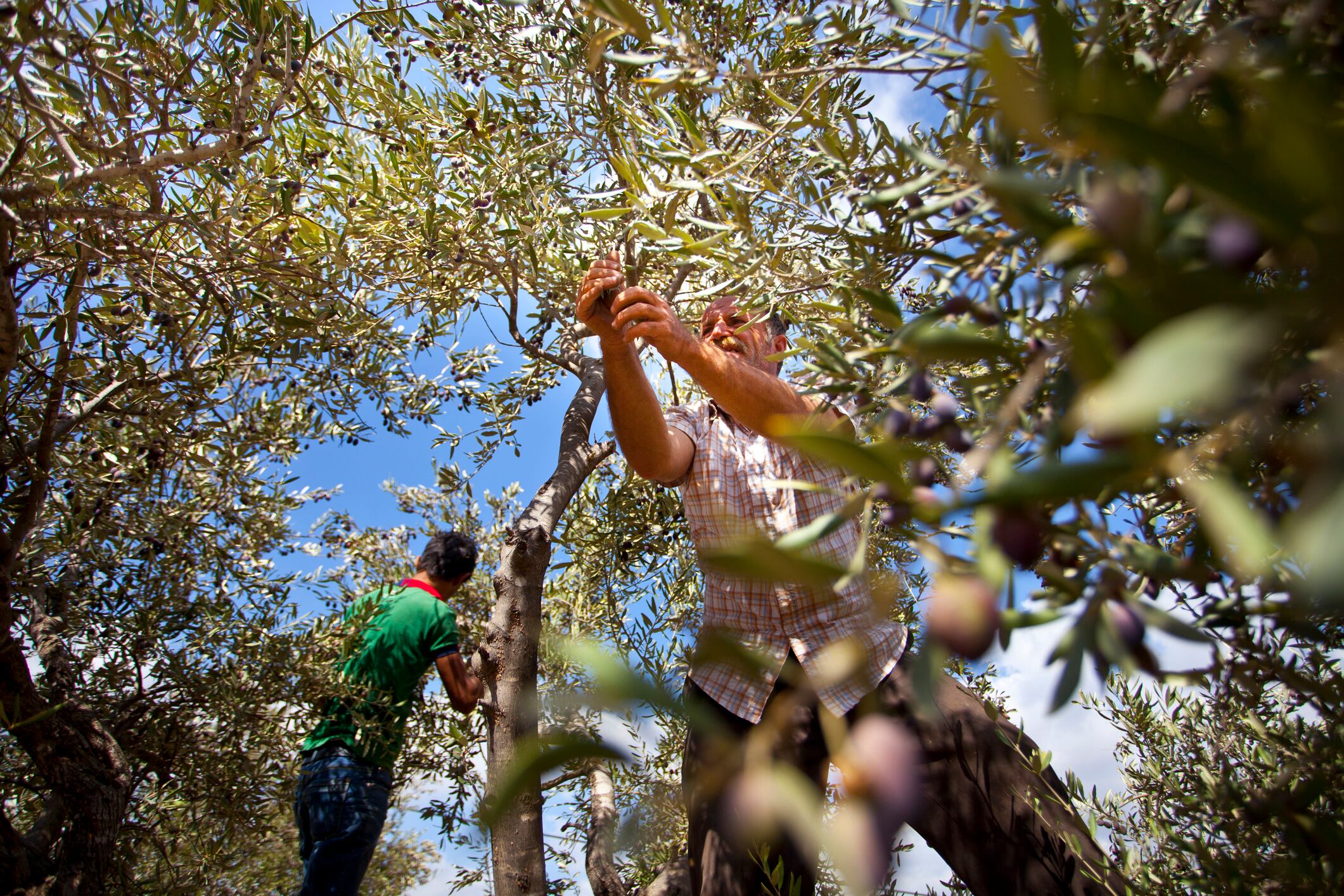 Agricultores se afanan en coger las aceitunas en un olivar