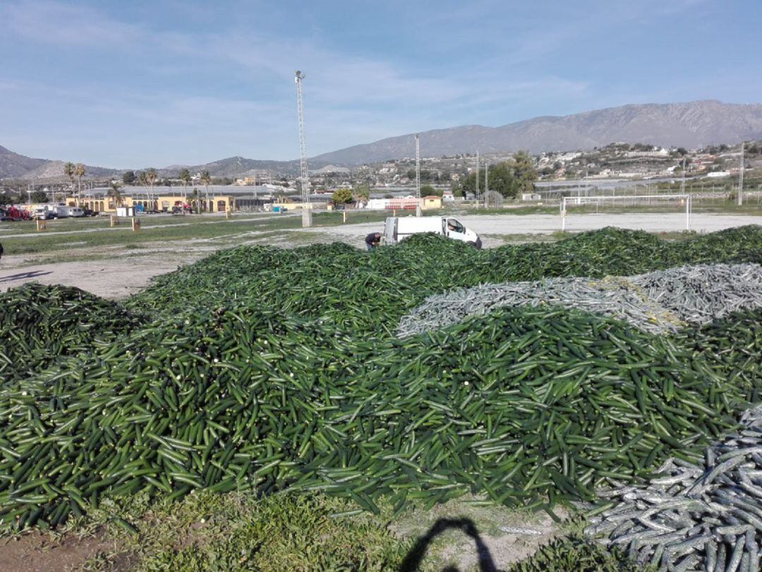 Imagen de archivo. Agricultores llevan a cabo una tirada de pepinos como acto de protesta por los bajos precios