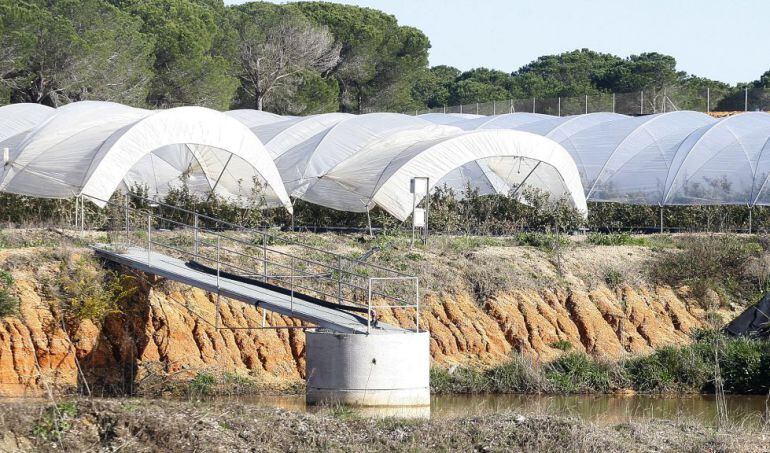 Parcela agrícola en la provincia de Huelva.