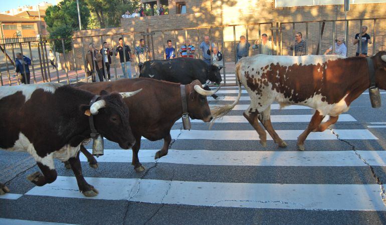 Cabestros en un encierro de Parla.