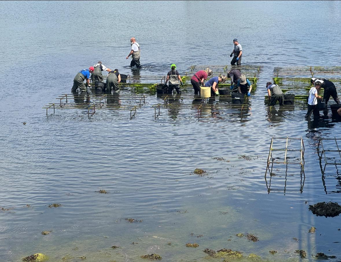 Mariscadores del pósito fenés (foto: Cofradía de Barallobre)
