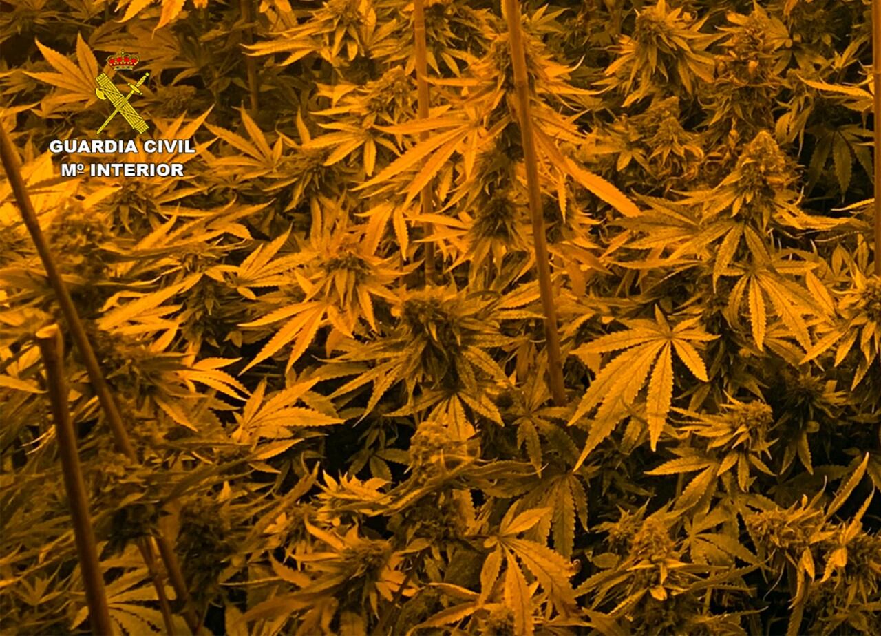Una alarma de robo descubre un invernadero con más de 500 plantas de marihuana en Los Urrutias