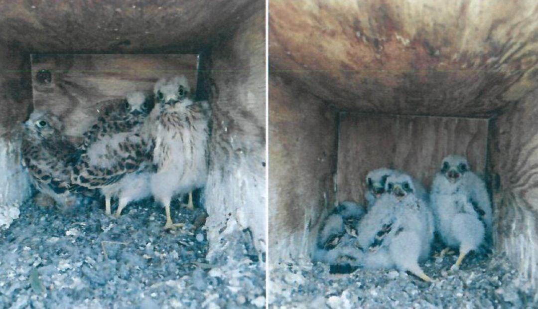 Cajas nido con cernícalos