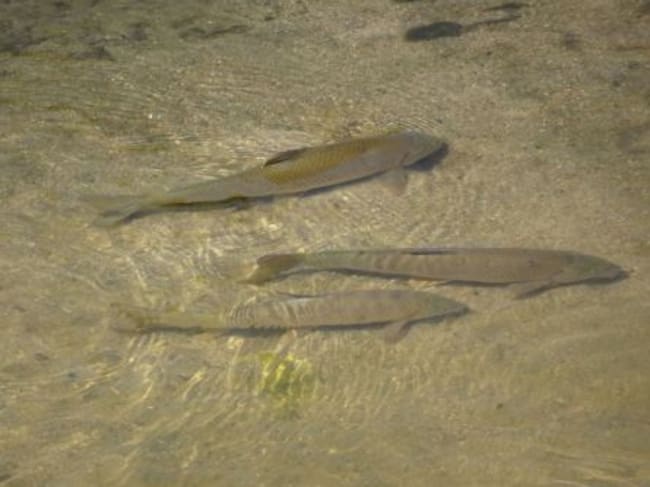 Barbos en el cauce del Manzanares.