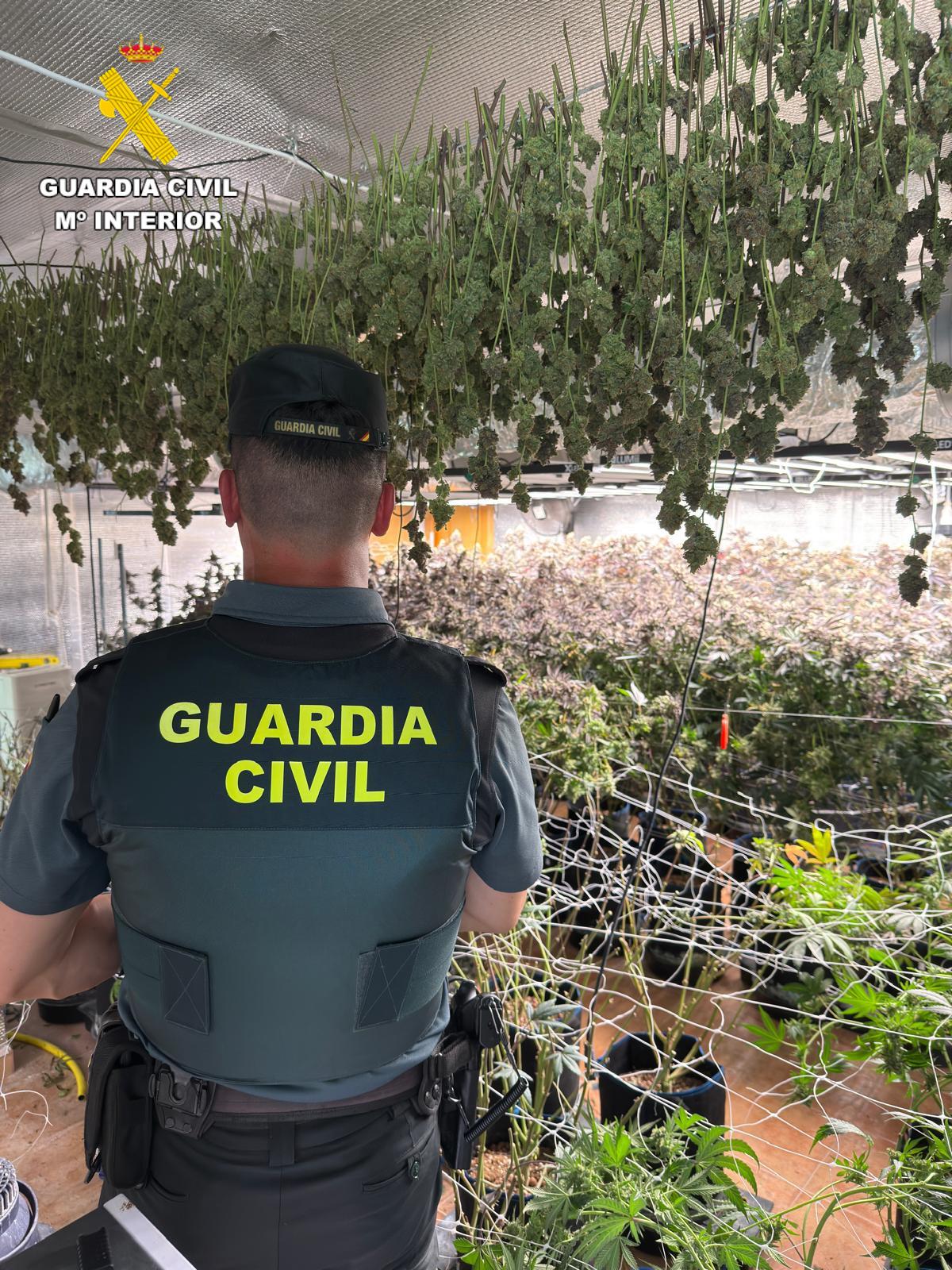 Guardia Civil desmantela una plantación de Marihuana en La Moraña./ Guardia Civil