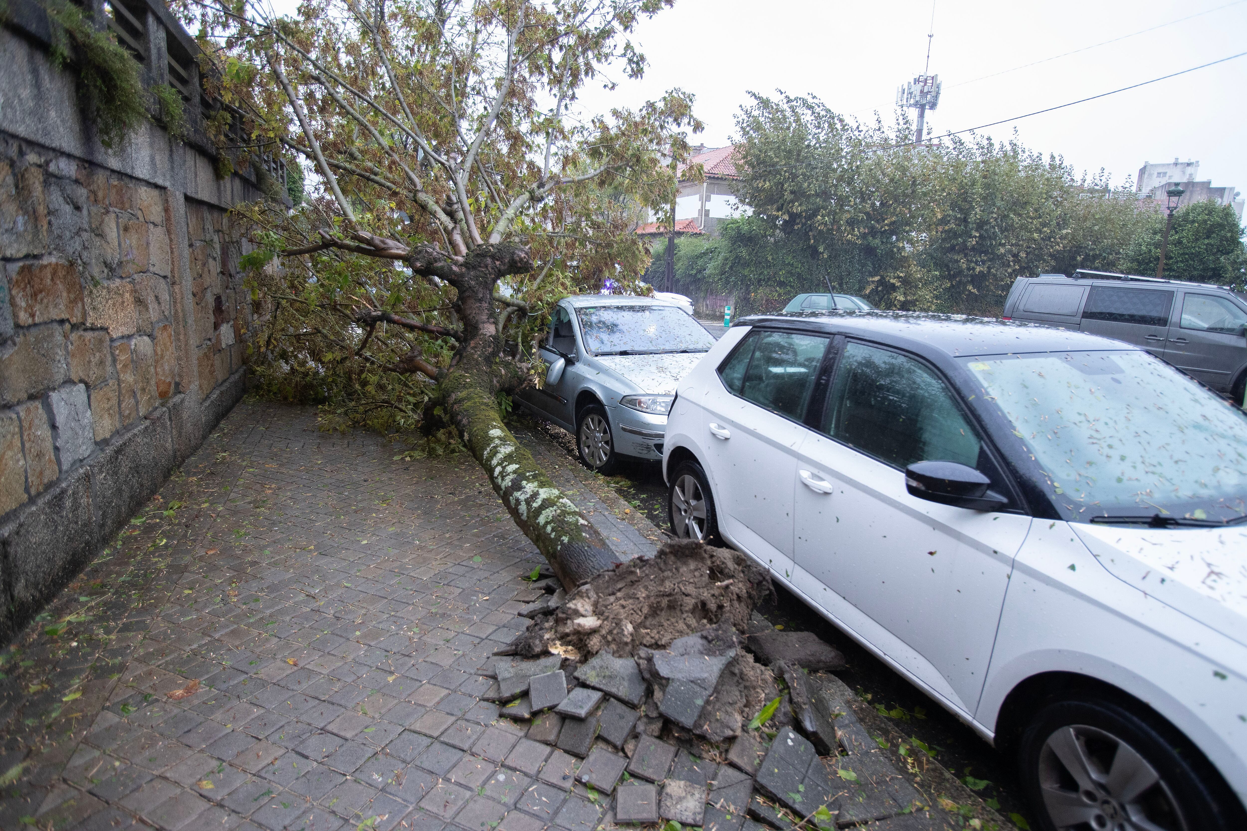 FOTODELDÍA Vigo (Pontevedra), 09/10/2024.- Vista de un árbol caído este miércoles al paso de la borrasca asociada al ya desecho huracán Kirk, que ha dejado un reguero de incidencias por toda Galicia, principalmente en la costa atlántica, con ráfagas de hasta 180 kilómetros por hora, como la registrada a las 9:20 horas de esta mañana en Carballeda de Valdeorras (Ourense), y muchísima lluvia.-EFE/ Salvador Sas
