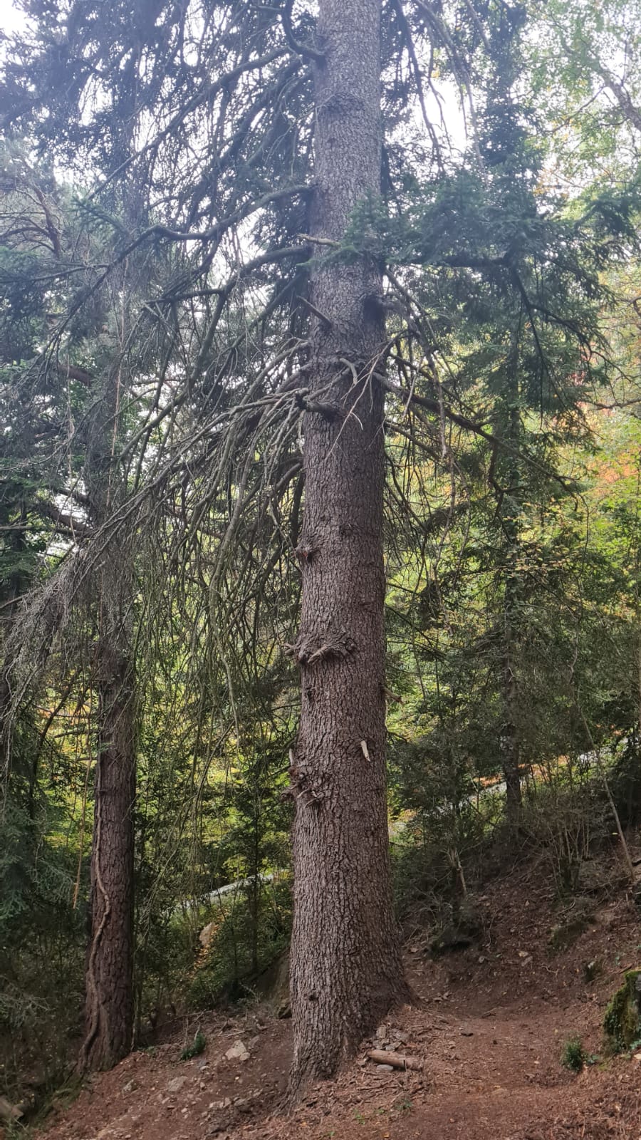 Abeto de los Tres Quiñones de Panticosa