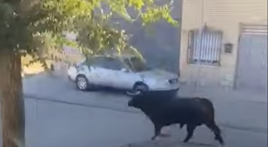 Imagen del toro deambulando por las calles de Mocejón