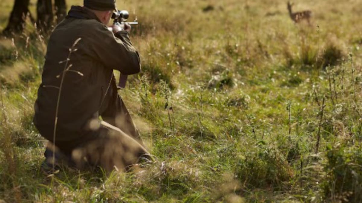 Cinco perros de caza rematan a un ciervo herido tras un atropello en la N-330 a la entrada de Castiello de Jaca