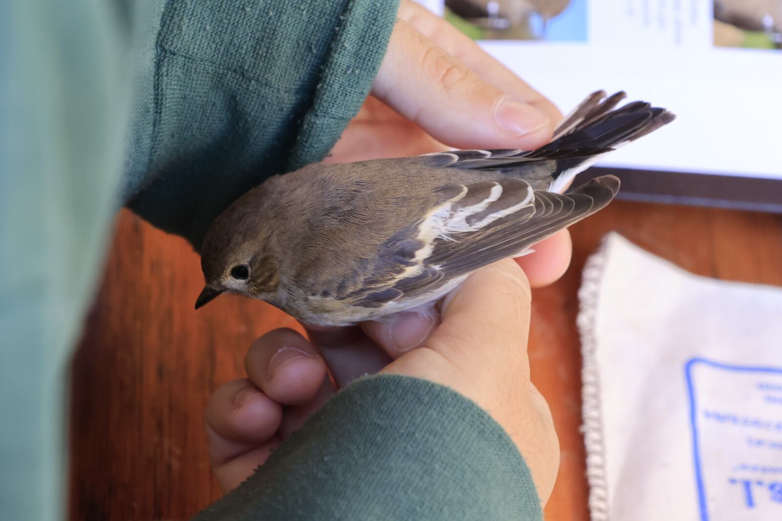 Unas de las aves anilladas en Albacete