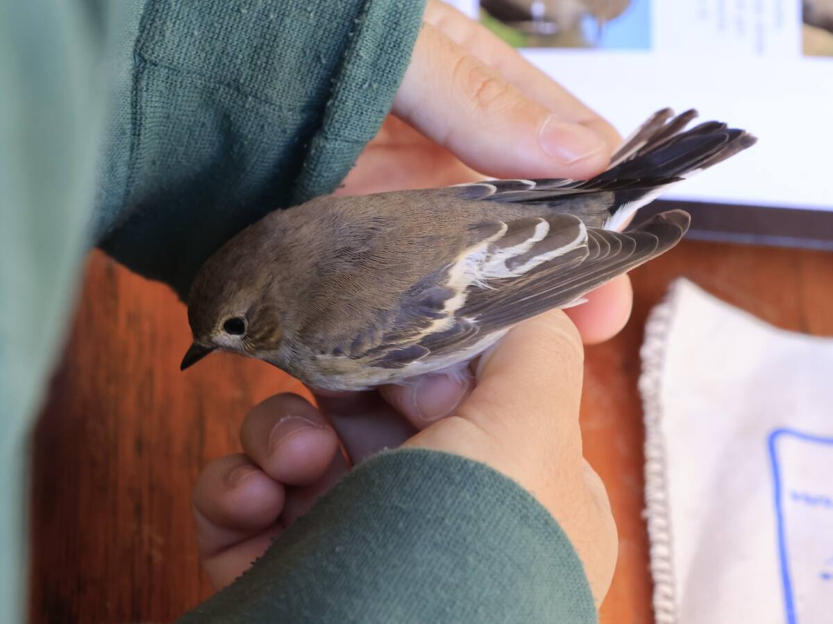 Informar, identificar y anillar. Celebramos el Día de las aves con la Sociedad Albacetense de Ornitología