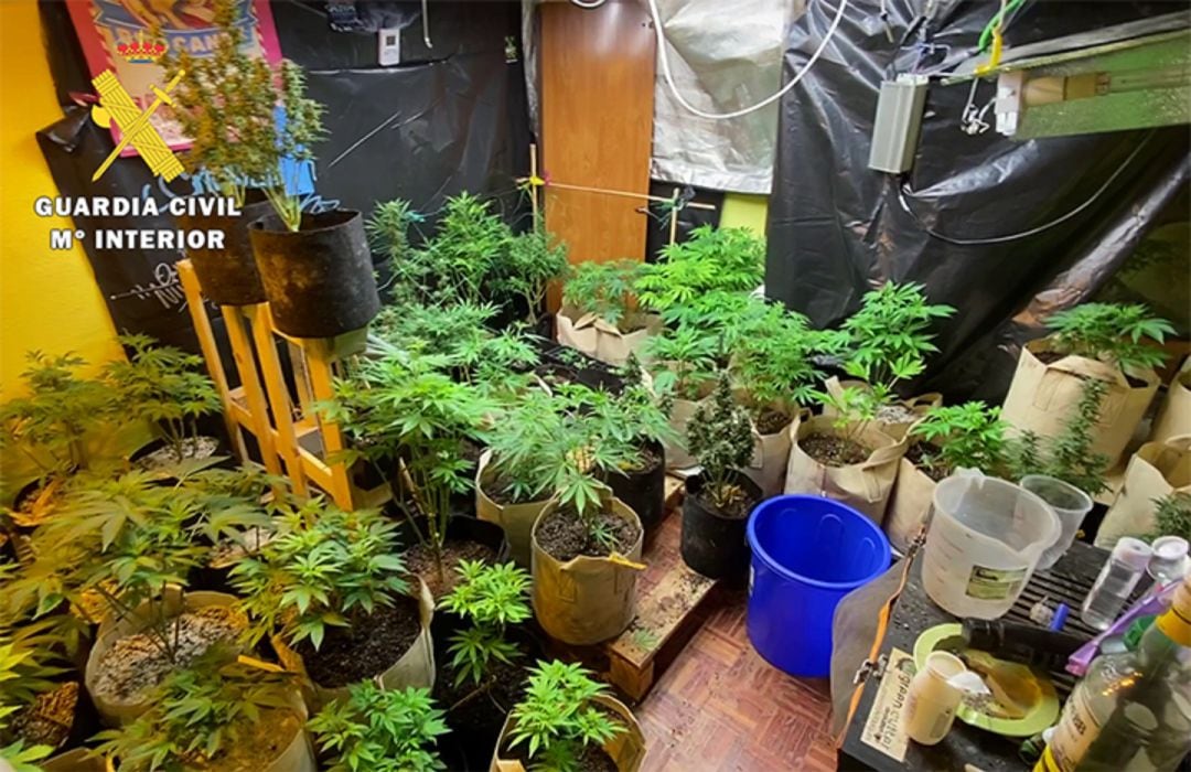 En el registro del domicilio de uno de los detenidos se desmanteló una plantación ‘indoor’ de marihuana