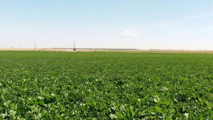 Entrevista a Salomé Santos, directora del Área Agrícola de Azucarera