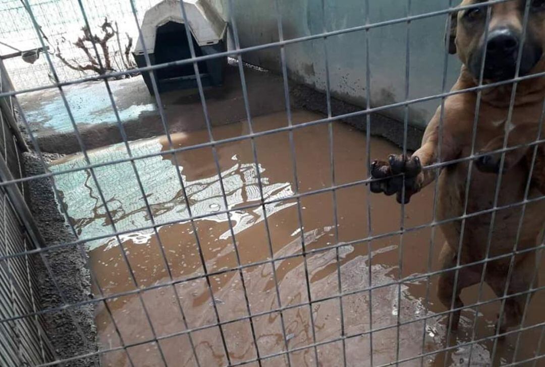 Perros de Tierra Blanca 