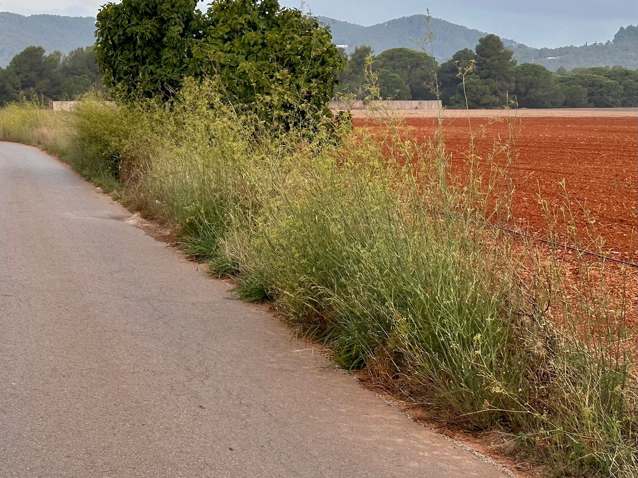 Cuneta de carretera en Santa Eulària (PSOE)