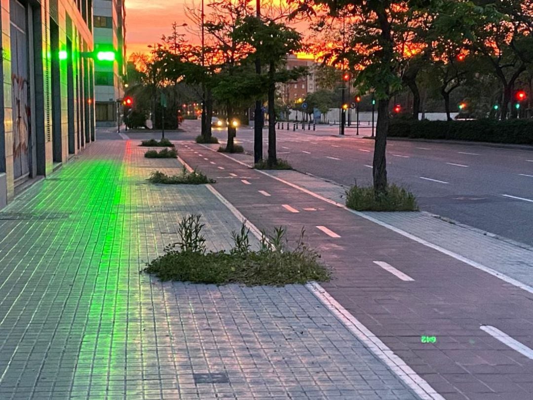 Alcorques de las calles de València en los que la vegetación se ha dejado crecer