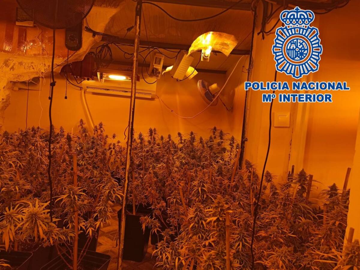 Tres detenidos tras desmantelarse una plantación de cannabis en una vivienda de La Línea