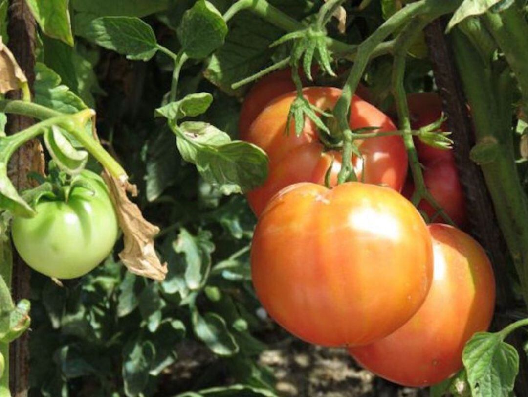 En unas dos semanas comenzará la campaña del tomate en Extremadura