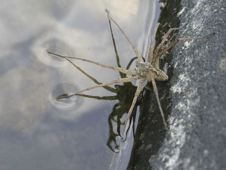 Araña en el agua