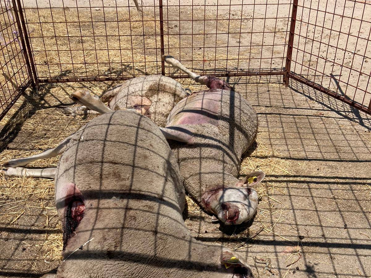 Los ganaderos alertan de la posible presencia de una manada de lobos en la comarca de Ledesma