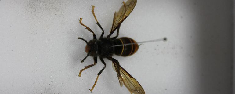 Avispa asiática