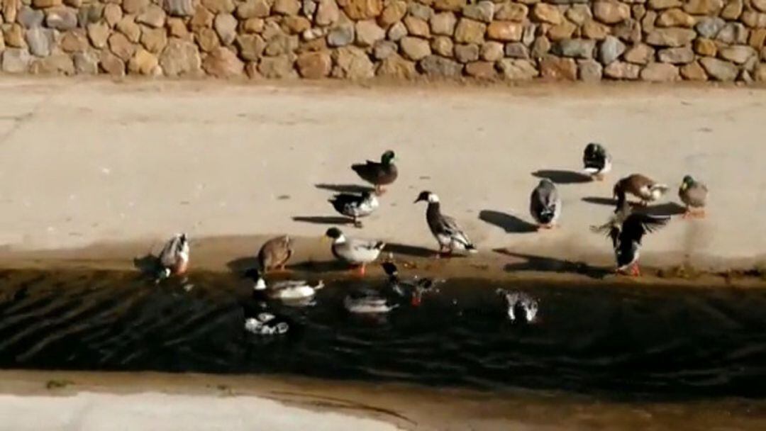 Patos en el río Vinalopó en Sax 