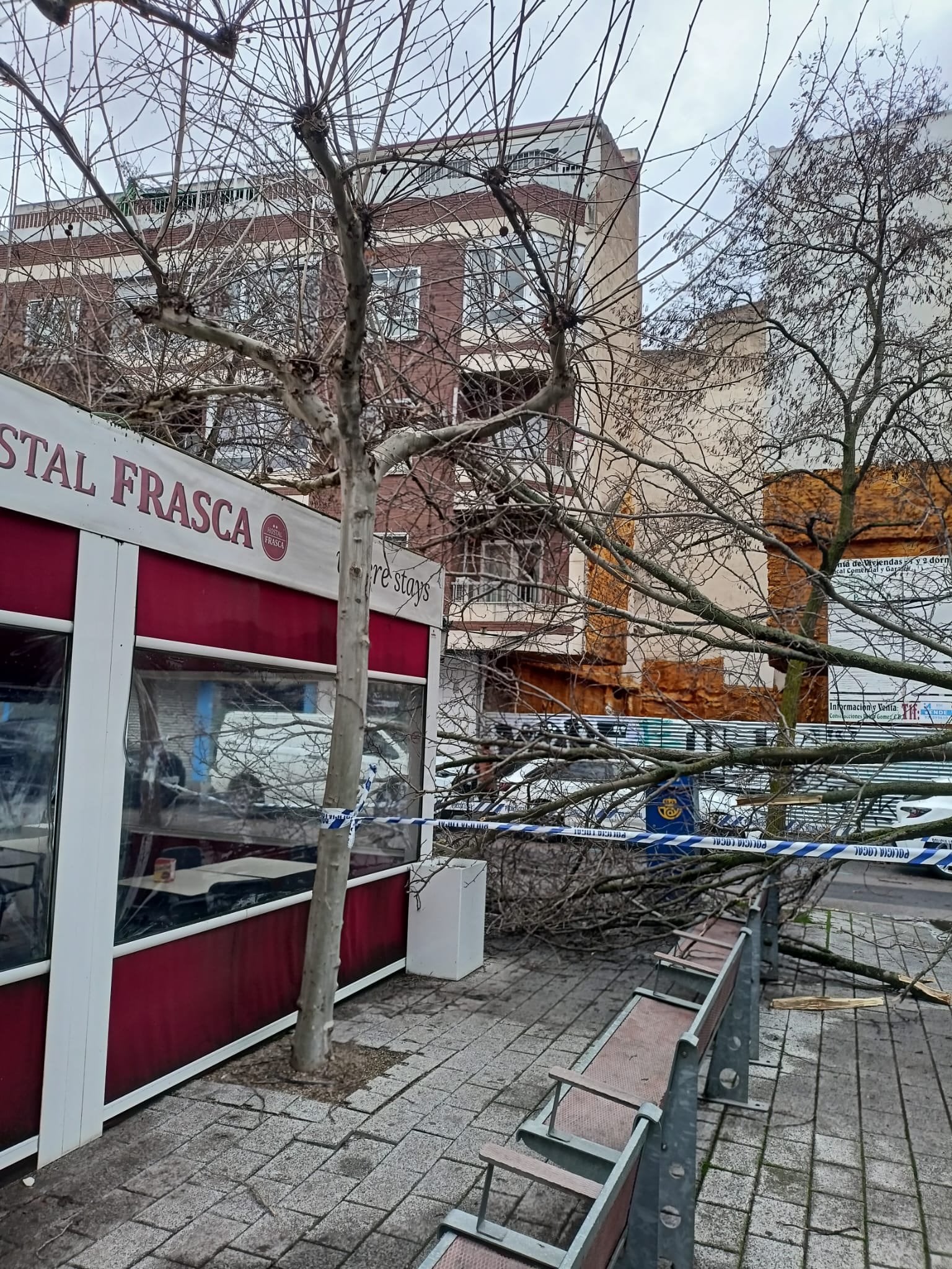 Árbol caído en Ciudad Real / Policía Local Ciudad Real