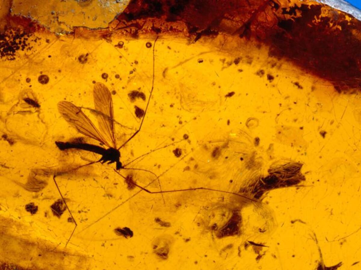 "Gambas" de 105 millones de años