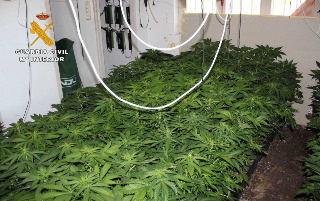 Plantas de marihuana halladas por la Guardia Civil durante la operación 'Xita'