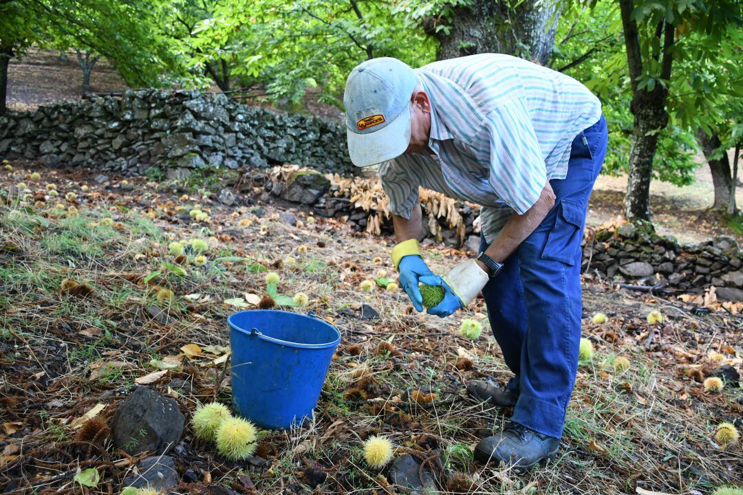 Un trabajador recoge las castañas del suelo