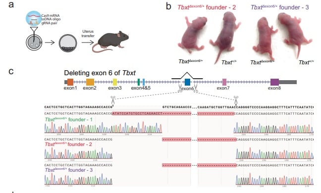 On the genetic basis of tail-loss evolution in humans and apes / Itai Yanai (NYU Langone Health, New York, NY, USA) Miriam Konkel (Clemson University, Clemson, SC, USA) y Emily Casanova (Loyola University, New Orleans, LO, USA)