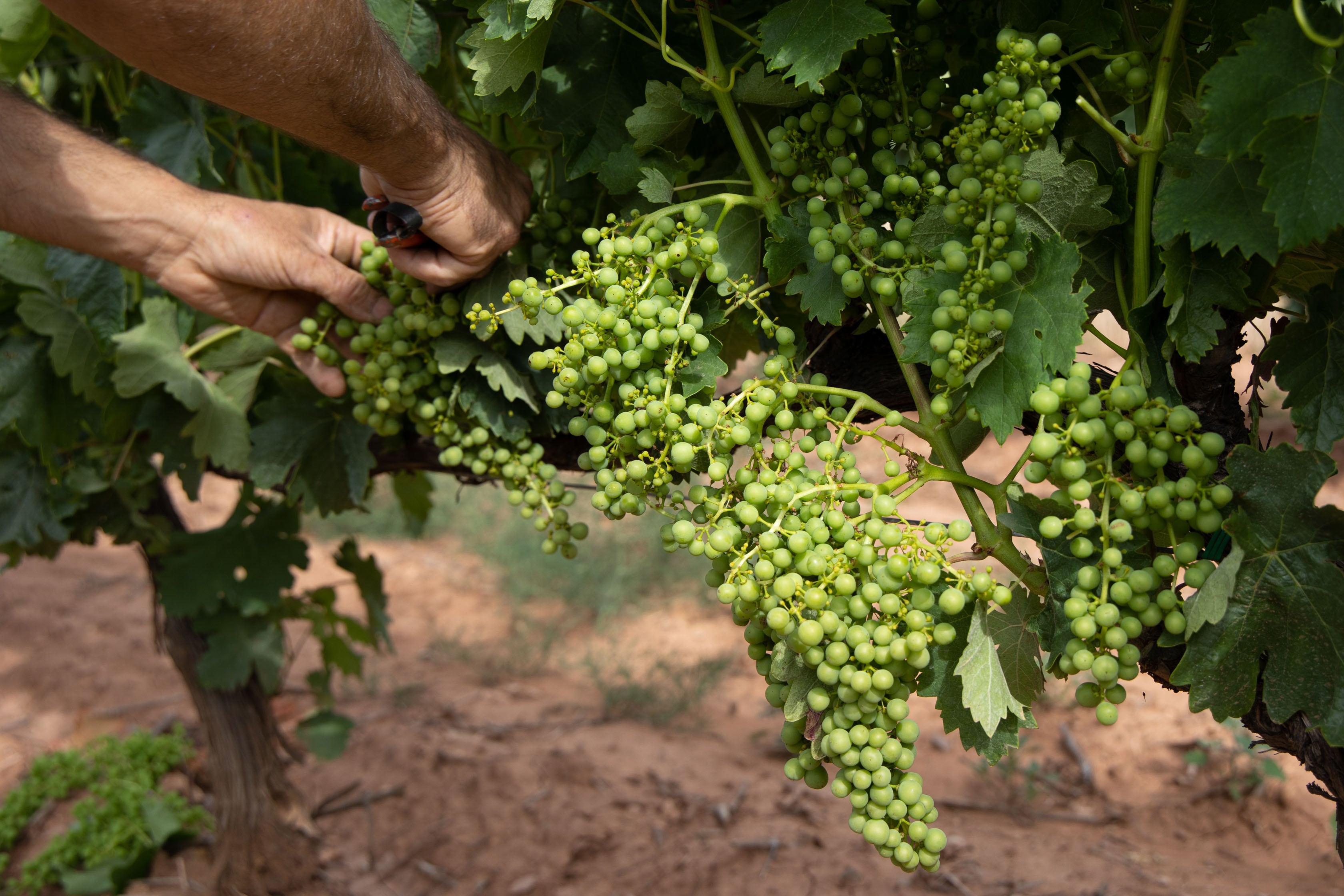 HORMILLA (LA RIOJA) 06/07/2023.- La cosecha en verde regresa este mes de julio a La Rioja para poder recuperar el equilibrio entre la oferta y la demanda por el elevado nivel de existencias en las bodegas. EFE/Raquel Manzanares
