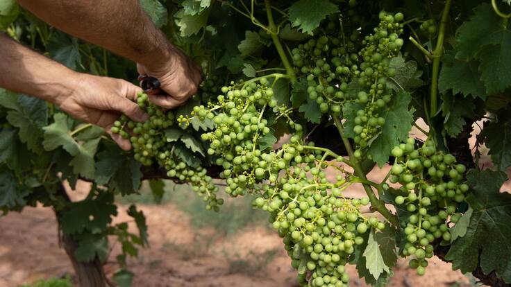 La Rioja establece una ayuda para la cosecha en verde de la uva de alrededor de 3.800 euros por hectárea en 2025