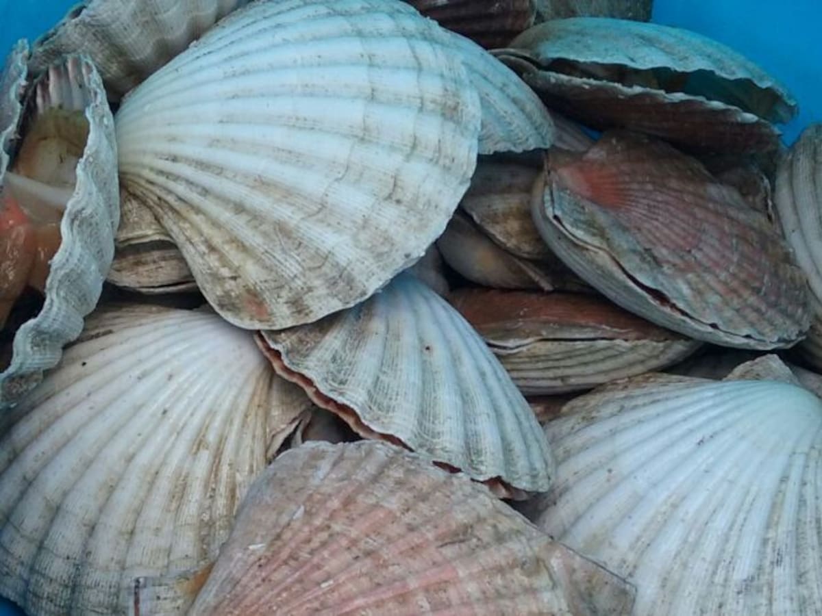 Marisco ilegal que llega de Portugal