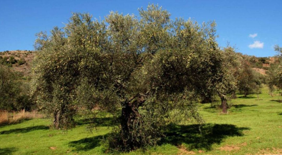 Olivar tradicional de la provincia de Jaén.