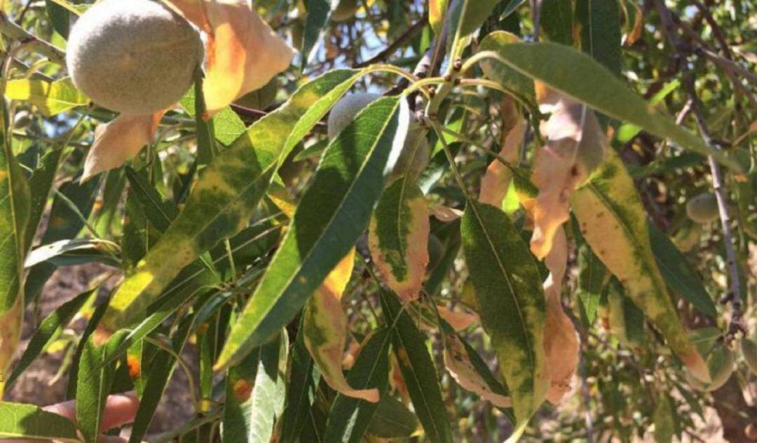 Almendro afectado por la Xylella fastidiosa