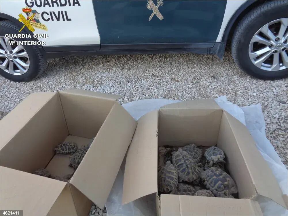 Criadero ilegal de tortugas clausurado en Elche