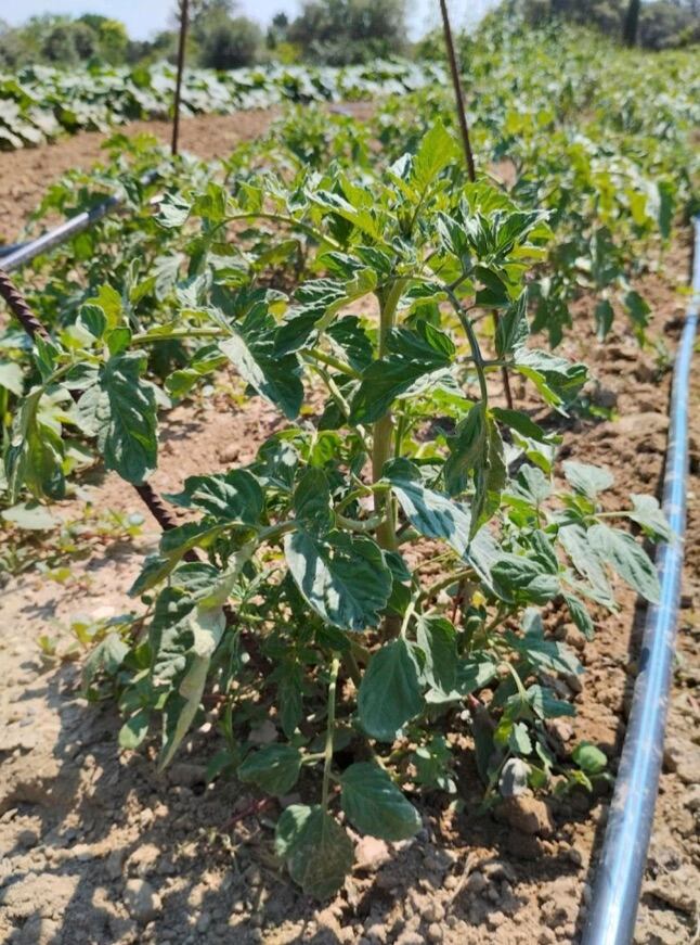 Tomatina Rosa de Huerta de Vero