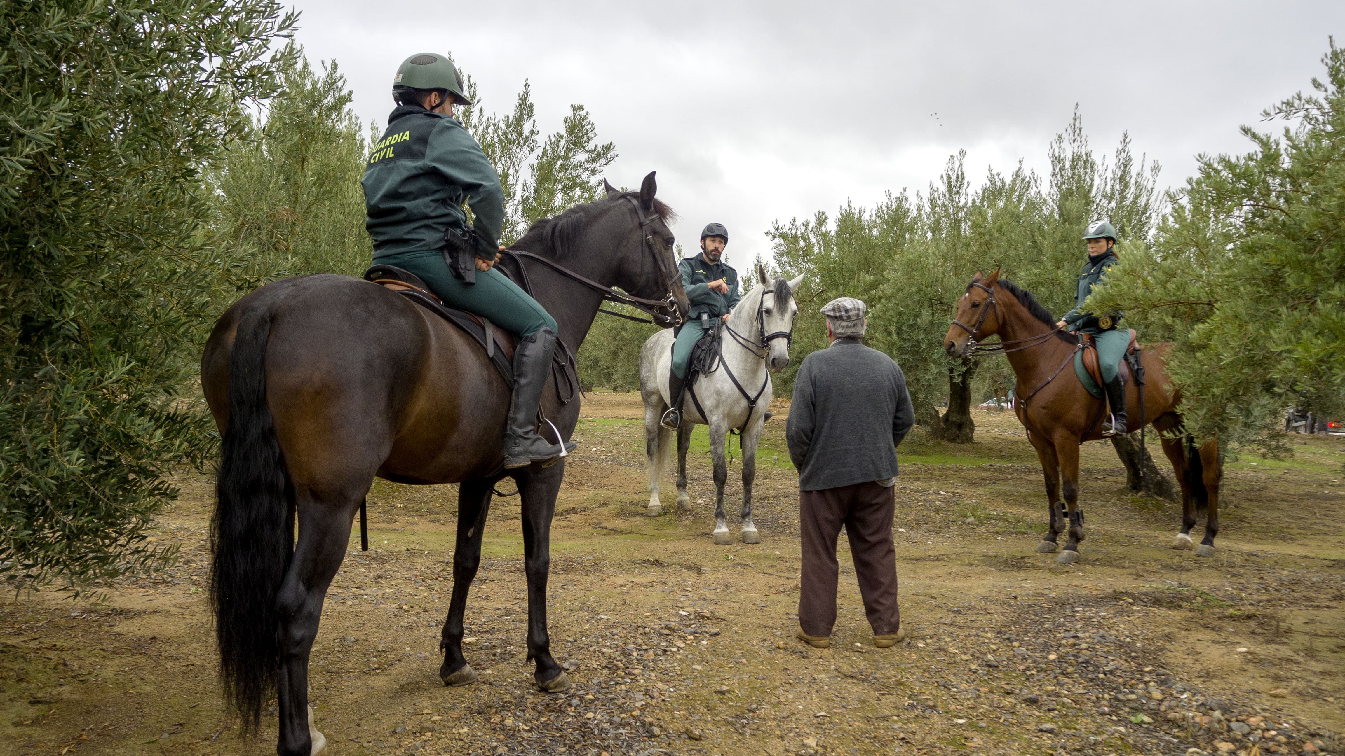 Dispositivo ROCA de la Guardia Civil por las fincas de la provincia durante la campaña de aceituna