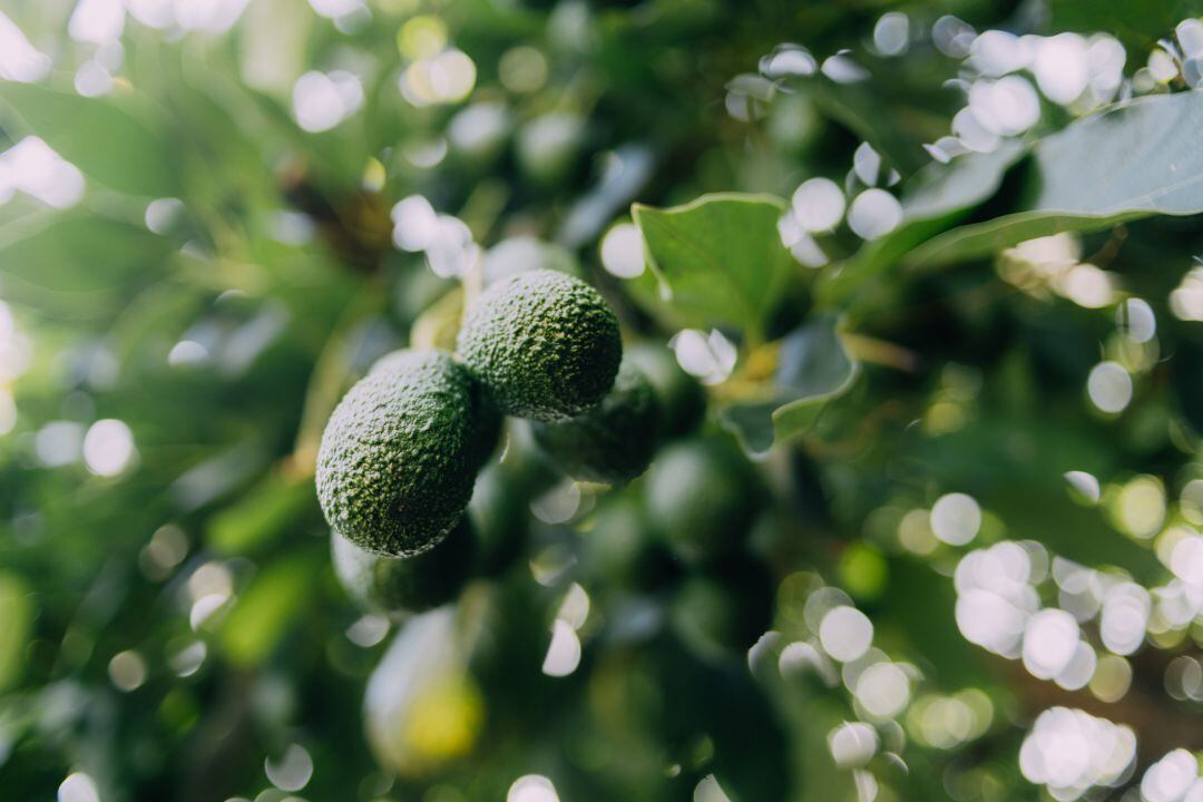 Un árbol de aguacate