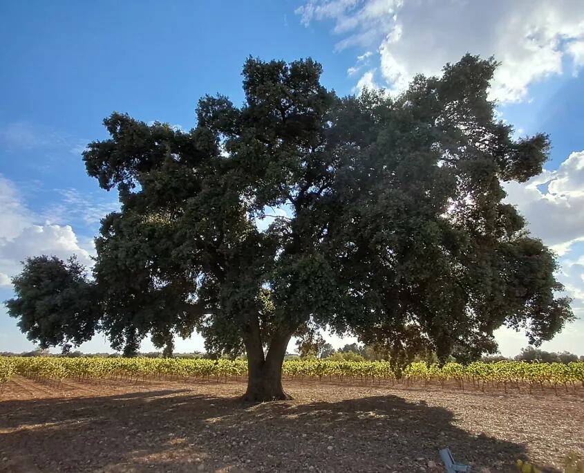Encina de doña Elena, en Quintanar de la Orden