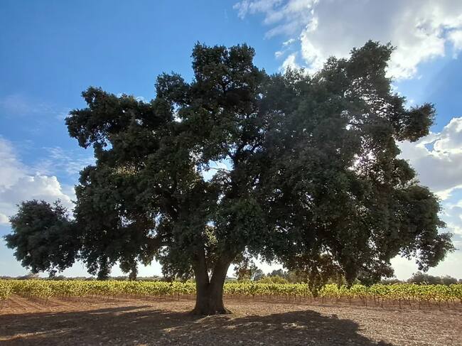 Encina de doña Elena, en Quintanar de la Orden