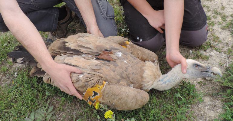 SEO Birdlife marca por primera vez a un buitre leonado