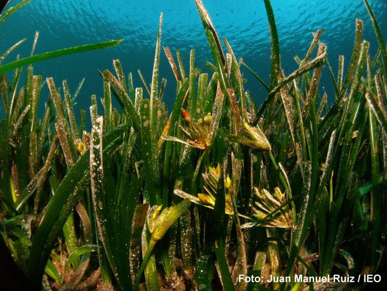 Pradera de posidonia